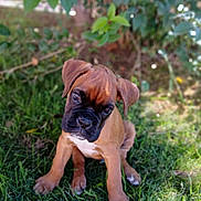 Marley participe au concours pour gagner de l'argent avec cette photo : dog, puppy, boxer, sitting, grass, outdoor, portrait, brown_coat, black_mask, cute, ears, paws, nose, eyes, nature, sunlight, bokeh, foliage, pet, white_chest