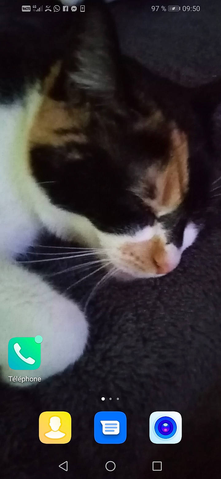 Pepete a rejoint le concours — aidez-le/la à gagner de superbes lots ! american_wirehair, carnivore, cat, domestic_short_haired_cat, european_shorthair, felidae, kitten, norwegian_forest_cat, nose, photo_caption, photography, polydactyl_cat, small_to_medium_sized_cats, snout, whiskers