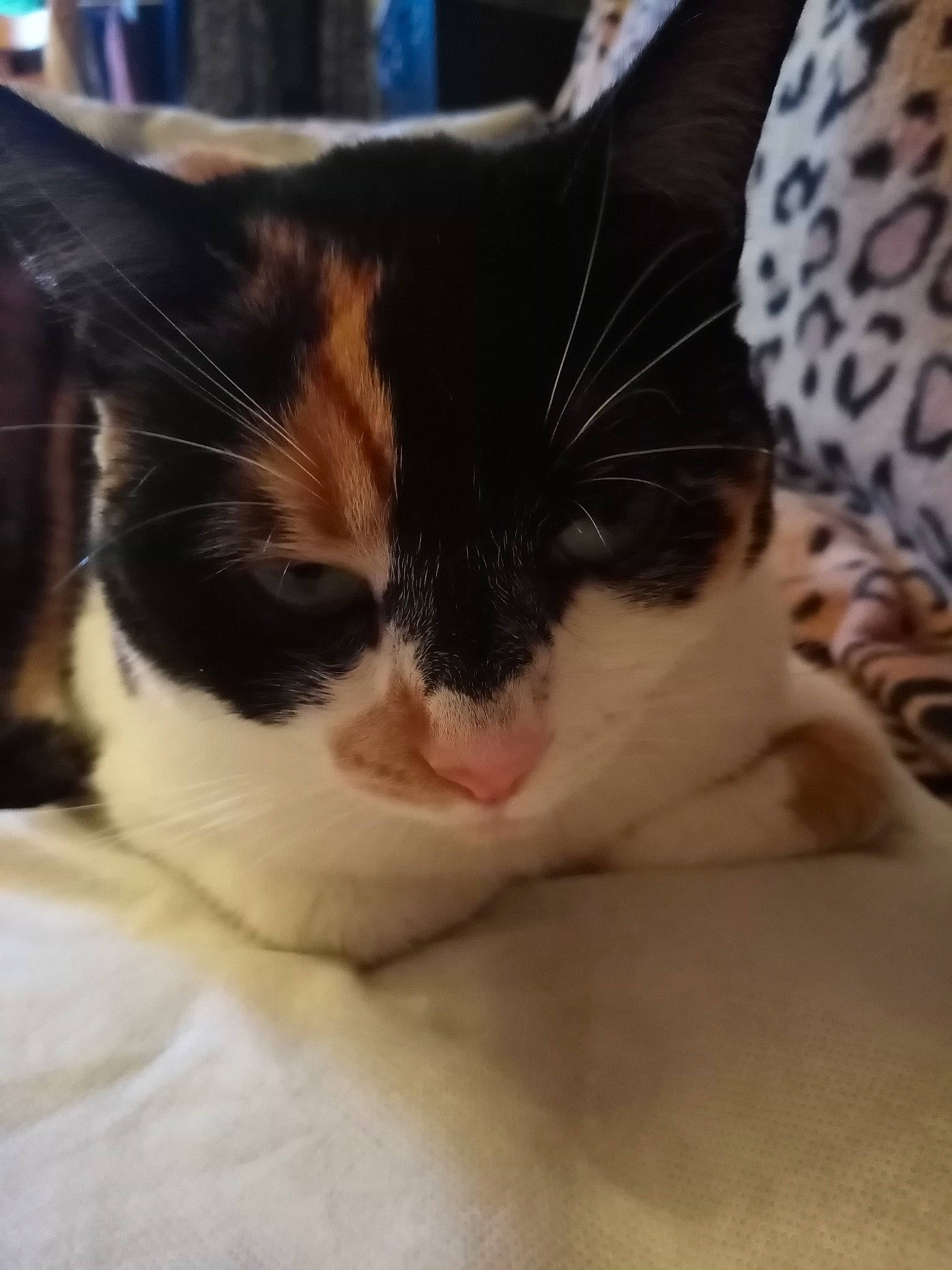 Pepete participe au concours pour gagner de l'argent avec cette photo : asian, carnivore, cat, ear, european_shorthair, fawn, felidae, fur, kitten, mammal, nose, small_to_medium_sized_cats, snout, snowshoe, whiskers