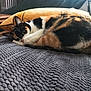 animal, blanket, calico_cat, cat, closeup, cozy, cute, feline, fur, home, indoor, light, pet, pillow, relaxed, resting, sleeping, soft, texture, whiskers