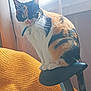 Pepete a rejoint le concours — aidez-le/la à gagner de superbes lots ! animal, bike_seat, calico_cat, cat, collar, cozy, curious, domestic_animal, feline, fur, home, indoor, light, paw, pet, tail, texture, whiskers, window, yellow_blanket