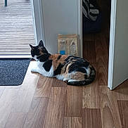 Pepete participe au concours pour gagner de l'argent avec cette photo : animal, calico_cat, cat, cat_food, cozy, domestic, door, feline, flooring, home, indoor, living_space, looking_outside, natural_light, open_door, pet, quiet, relaxed, resting, wooden_floor