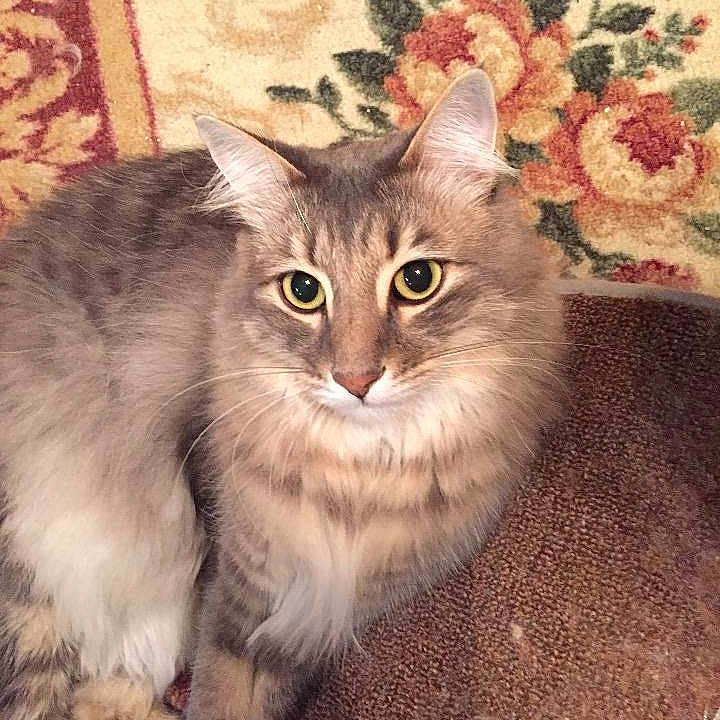 Fuzzywuzzy
