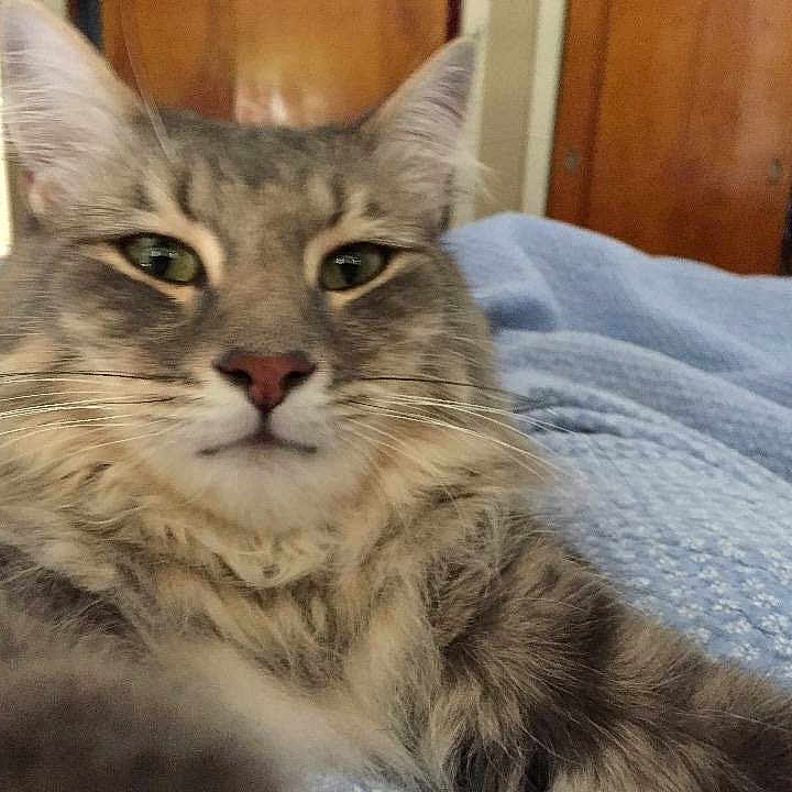 Fuzzy Wuzzy