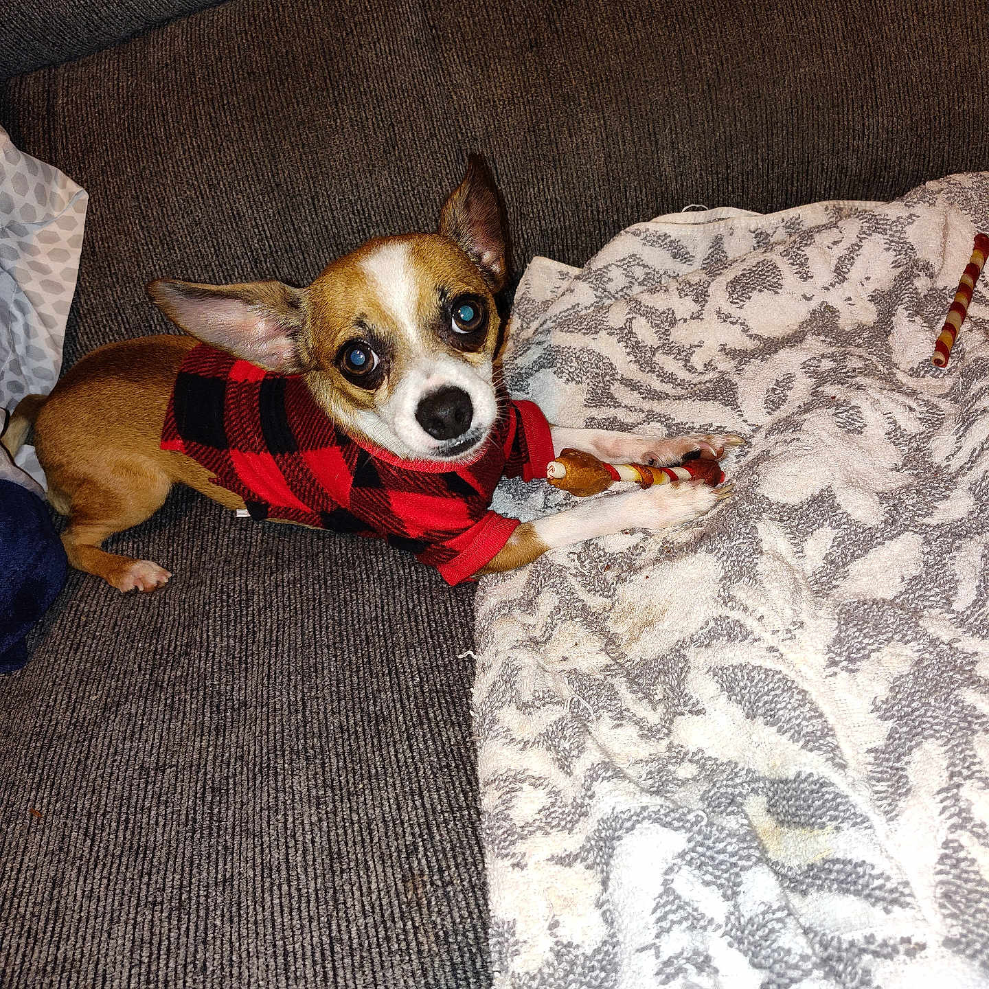 Geezy is registered to the contest to win money with this photo: animal, black_sweater, blanket, brown_dog, chew_stick, chihuahua, companion, couch, cozy, cute, dog, domestic_pet, indoor, looking_up, lying_down, pet, red_sweater, small_dog, sweater, white_markings