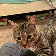 Charlie joined the competition — help win amazing prizes! animal, bed, blanket, blur, carpet, cat, closeup, curious, domestic_cat, ears, floor, furniture, home, indoor, knees, person, pet, striped, tabby, whiskers