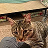 animal, bed, blanket, blur, carpet, cat, closeup, curious, domestic_cat, ears, floor, furniture, home, indoor, knees, person, pet, striped, tabby, whiskers