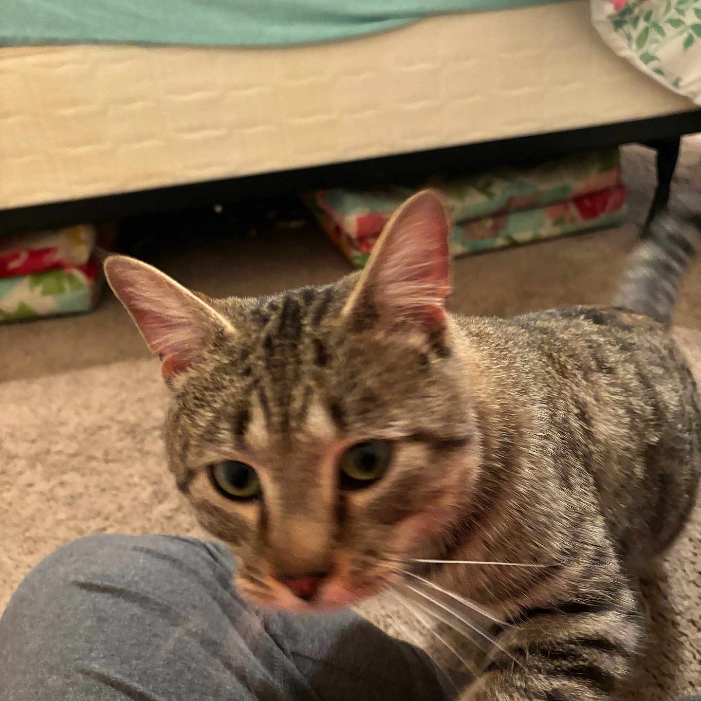 Charlie joined the competition — help win amazing prizes! animal, bed, blanket, blur, carpet, cat, closeup, curious, domestic_cat, ears, floor, furniture, home, indoor, knees, person, pet, striped, tabby, whiskers