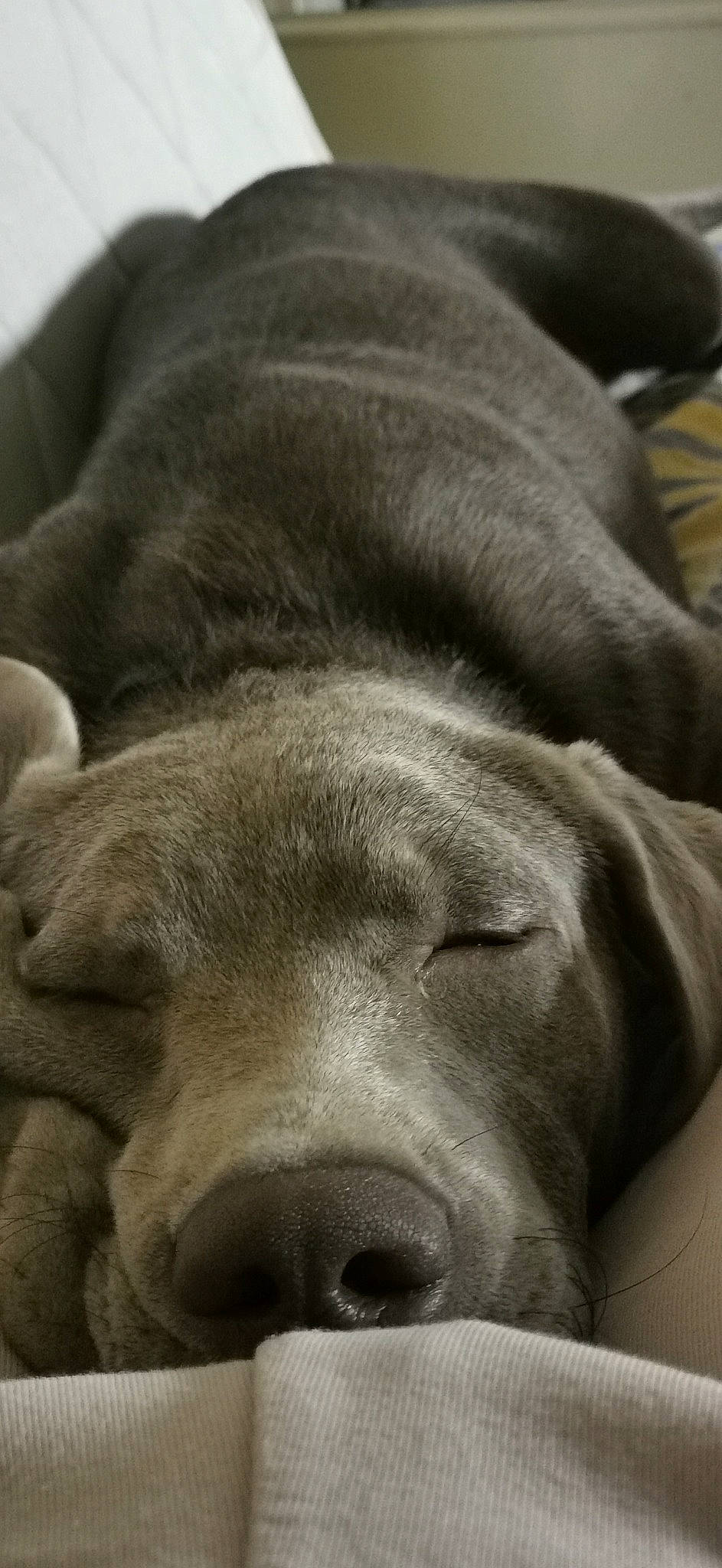 Zen participe au concours pour gagner de l'argent avec cette photo : bored, canidae, carnivore, comfort, dog, dog_breed, fawn, fur, grey, monochrome_photography, nap, natural_material, sleep, snout, sporting_group, terrestrial_animal, whiskers, wildlife, working_animal, wrinkle