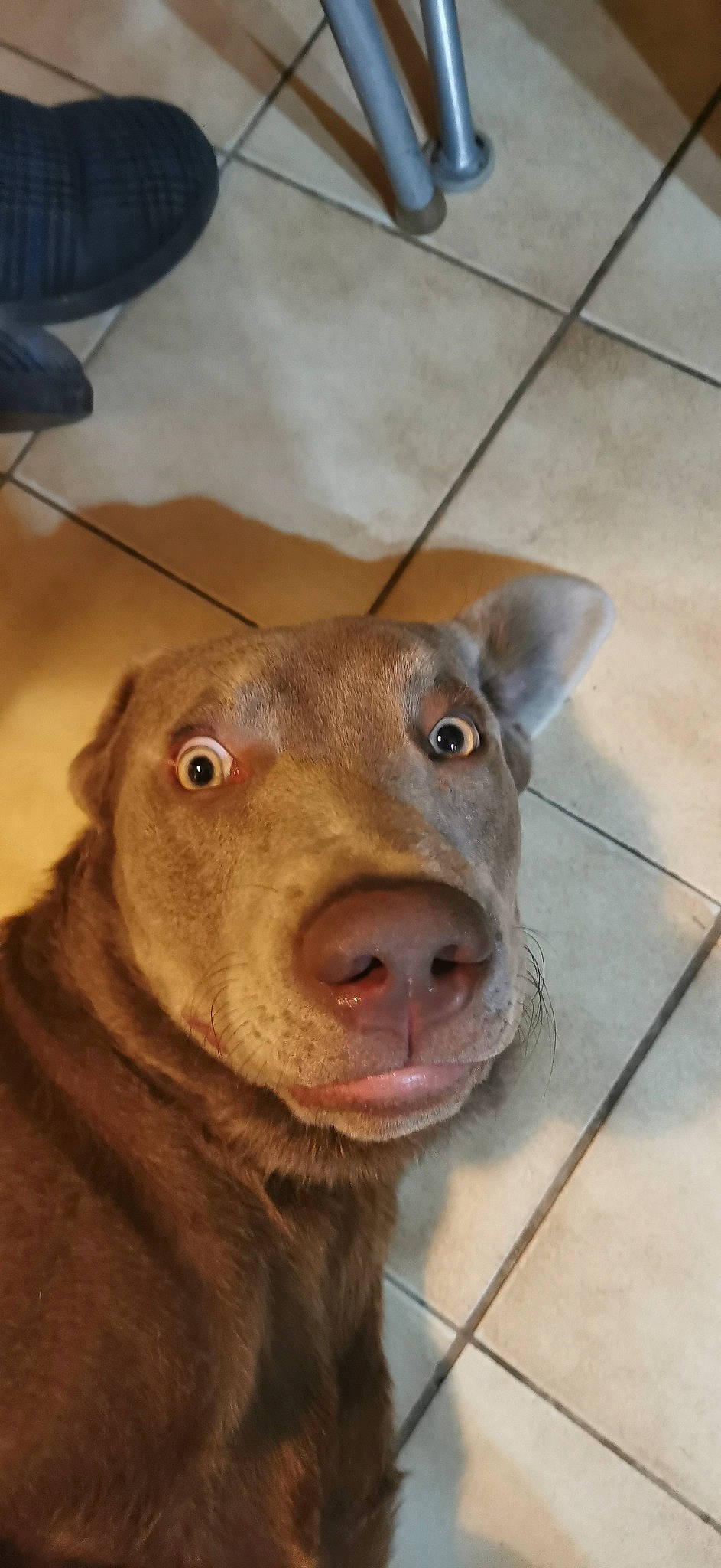 Zen participe au concours pour gagner de l'argent avec cette photo : canidae, carnivore, companion_dog, dog, dog_breed, dog_food, ear, fawn, flooring, fur, jaw, liver, snout, sporting_group, terrestrial_animal, tile_flooring, whiskers, wood, working_animal, wrinkle