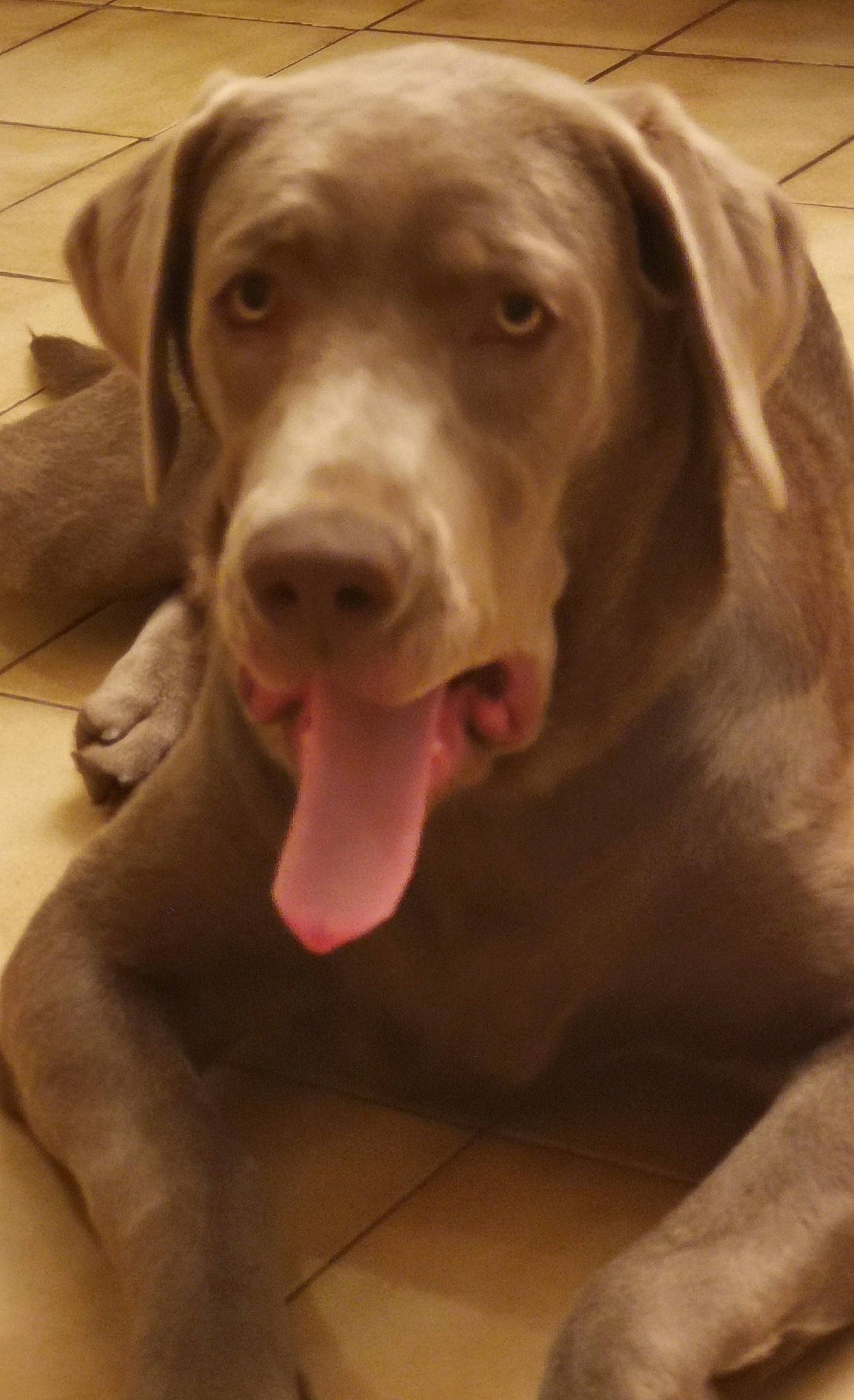 Zen participe au concours pour gagner de l'argent avec cette photo : canidae, carnivore, companion_dog, dog, dog_breed, dog_collar, ear, eye, fawn, flooring, fur, gun_dog, head, liver, plant, snout, sporting_group, whiskers, wood, working_animal