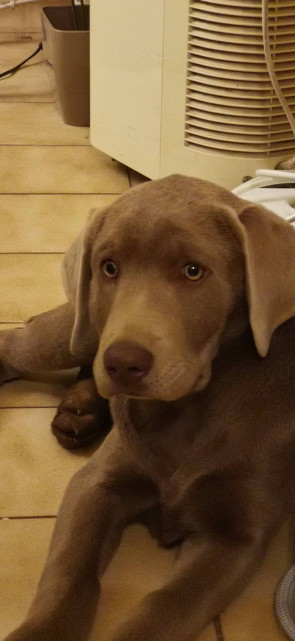 Zen a rejoint le concours — aidez-le/la à gagner de superbes lots ! carnivore, companion_dog, dog, dog_breed, ear, fawn, flooring, fur, gun_dog, hardwood, liver, pointing_breed, retriever, selfie, snout, sporting_group, weimaraner, whiskers, wood, working_animal