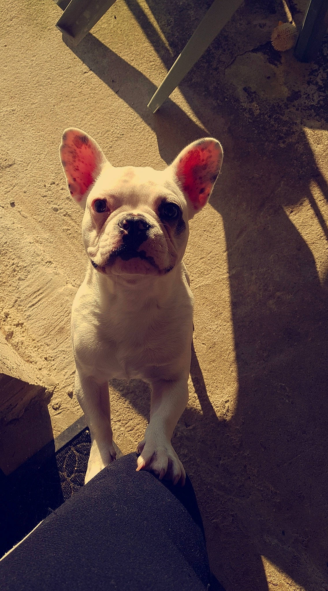 Pilou participe au concours pour gagner de l'argent avec cette photo : bulldog, canidae, carnivore, companion_dog, dog, dog_breed, ear, fawn, french_bulldog, mammal, non_sporting_group, rare_breed_dog, skin, snout, toy_bulldog, vertebrate