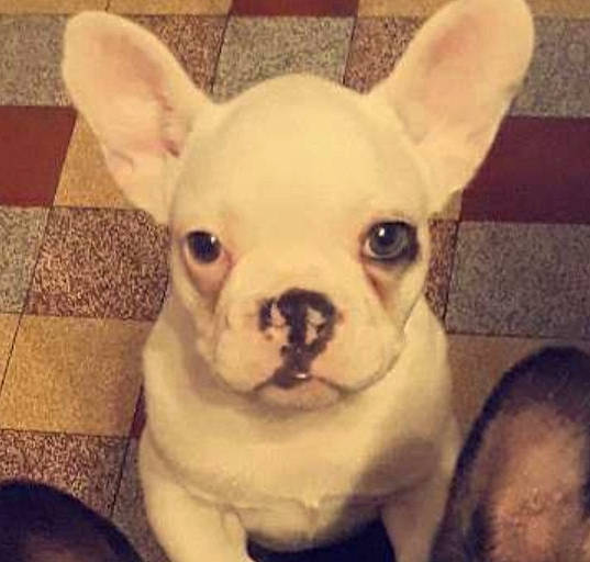 Pilou participe au concours pour gagner de l'argent avec cette photo : bulldog, canidae, carnivore, companion_dog, dog, dog_breed, ear, eye, fawn, french_bulldog, head, mammal, non_sporting_group, nose, puppy, skin, snout, sporting_group, toy_bulldog, vertebrate