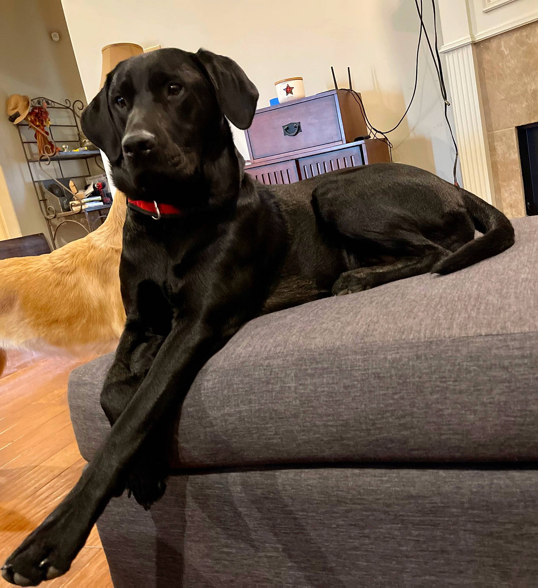 Daisy joined the competition — help win amazing prizes! borador, canidae, carnivore, chair, collar, comfort, companion_dog, dog, dog_breed, dog_collar, fur, guard_dog, gun_dog, liver, pet_supply, retriever, snout, sporting_group, tail, working_animal