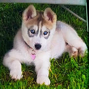 Blanca participe au concours pour gagner de l'argent avec cette photo : puppy, dog, husky, siberian_husky, outdoor, grass, lawn, blue_eyes, pink_collar, heart_tag, fluffy, white_fur, brown_fur, lying_down, pet, canine, animal, portrait, cute, garden