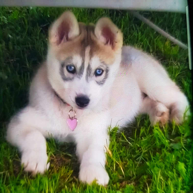 Blanca participe au concours pour gagner de l'argent avec cette photo : puppy, dog, husky, siberian_husky, outdoor, grass, lawn, blue_eyes, pink_collar, heart_tag, fluffy, white_fur, brown_fur, lying_down, pet, canine, animal, portrait, cute, garden