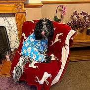 Marley joined the competition — help win amazing prizes! dog, pajamas, blue_clothing, black_and_white_dog, tongue_out, chair, blanket, red_blanket, reindeer_pattern, living_room, plant, wooden_furniture, fireplace, carpet, home_interior, pet, cute, cozy, indoor, decor