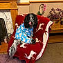 dog, pajamas, blue_clothing, black_and_white_dog, tongue_out, chair, blanket, red_blanket, reindeer_pattern, living_room, plant, wooden_furniture, fireplace, carpet, home_interior, pet, cute, cozy, indoor, decor