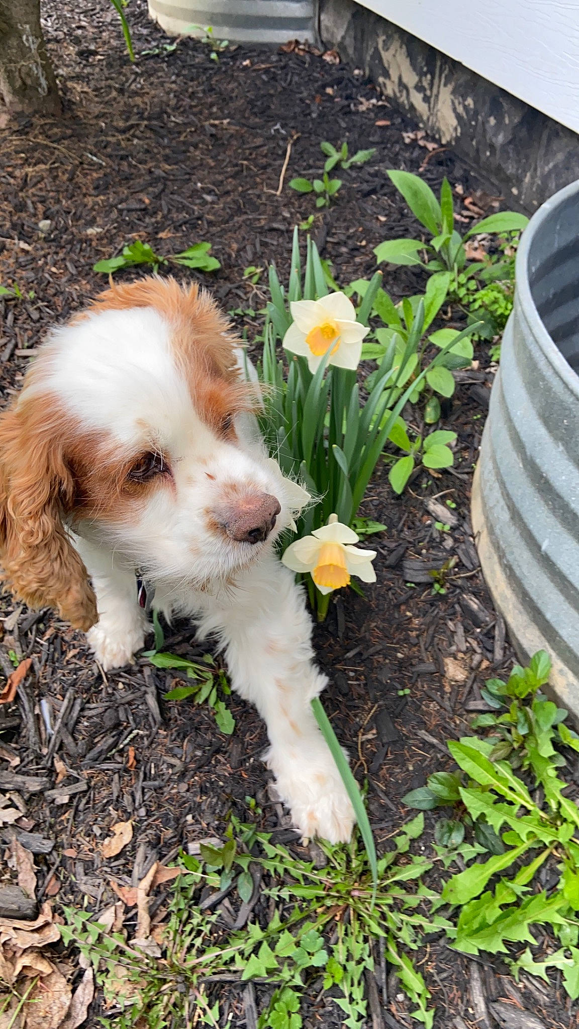Spot joined the competition — help win amazing prizes! annual_plant, canidae, carnivore, companion_dog, dog, dog_breed, fawn, flower, flowering_plant, grass, grass_family, groundcover, liver, petal, plant, shrub, soil, spaniel, sporting_group, toy_dog