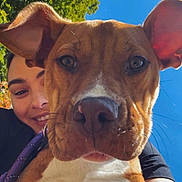 Uma is registered to the contest to win money with this photo: blue_sky, canine, casual, close_up, daylight, dog, ears, face, friendship, greenery, happy, leash, nature, outdoor, person, pet, portrait, selfie, smiling, sunlight