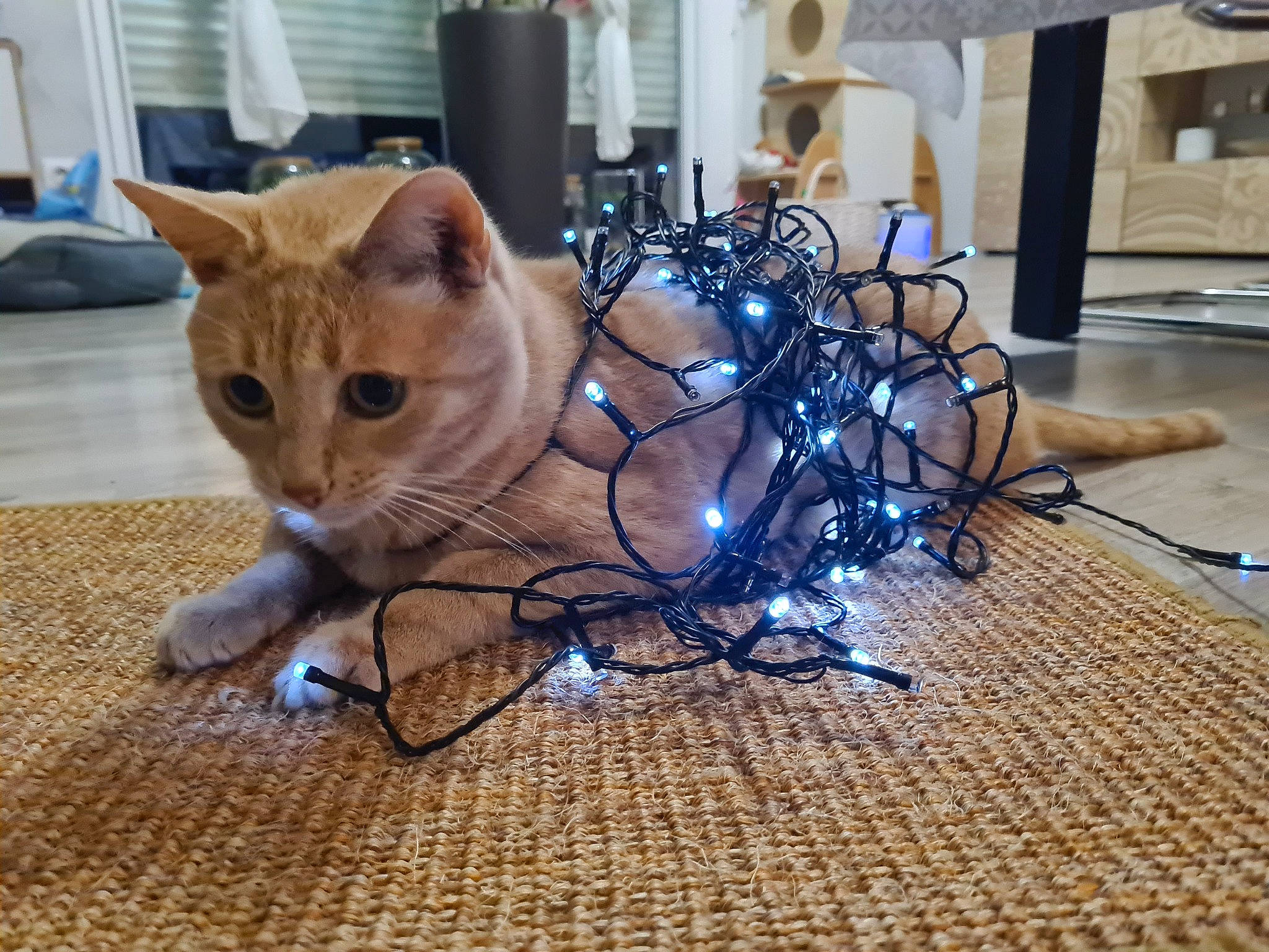 Loki participe au concours pour gagner de l'argent avec cette photo : carnivore, cat, claw, curtain, domestic_short_haired_cat, event, fawn, felidae, flooring, fur, glass, hardwood, metal, paw, small_to_medium_sized_cats, tail, whiskers, window, wire, wood