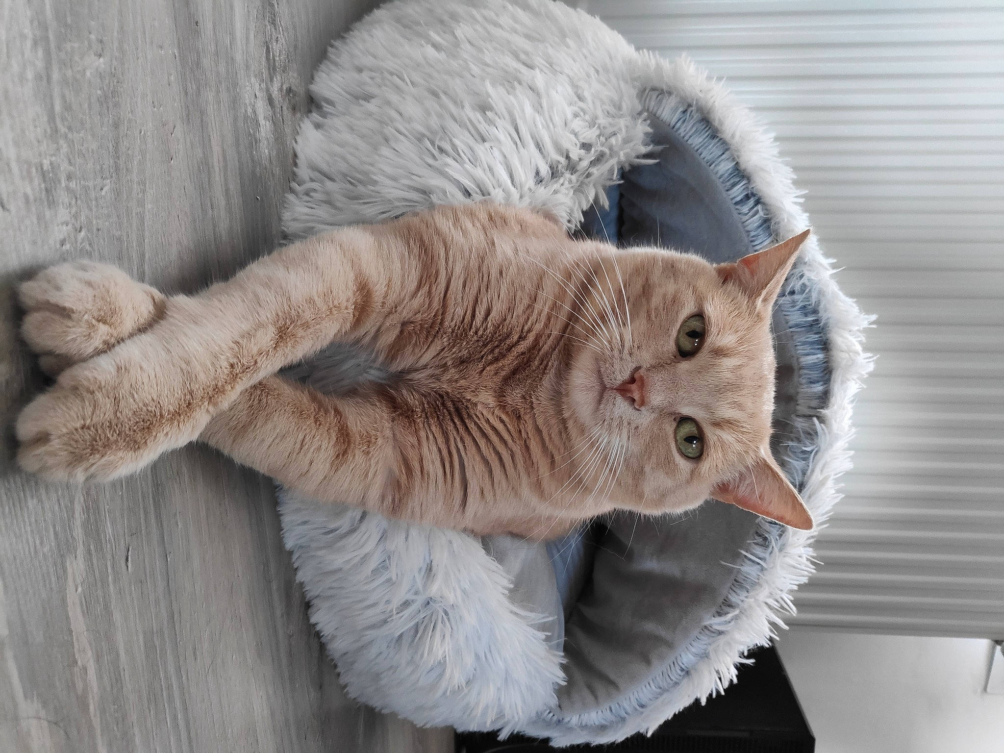 Loki participe au concours pour gagner de l'argent avec cette photo : carnivore, cat, claw, domestic_short_haired_cat, fawn, felidae, fur, paw, small_to_medium_sized_cats, snout, tail, thread, whiskers, window, wood, wool