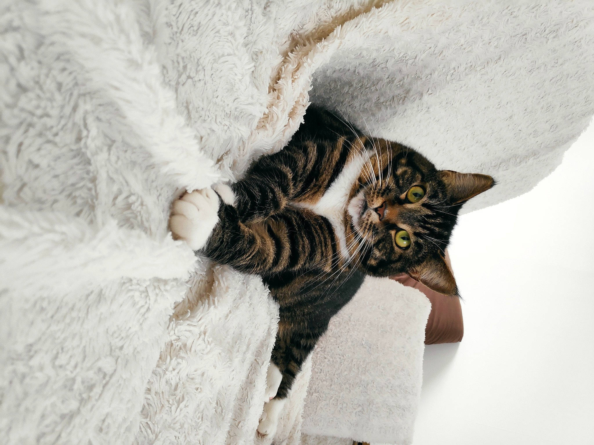 Yuna participe au concours pour gagner de l'argent avec cette photo : bedding, carnivore, cat, claw, comfort, couch, domestic_short_haired_cat, eye, fawn, felidae, fur, grey, linens, nap, paw, small_to_medium_sized_cats, snout, tail, tree, whiskers