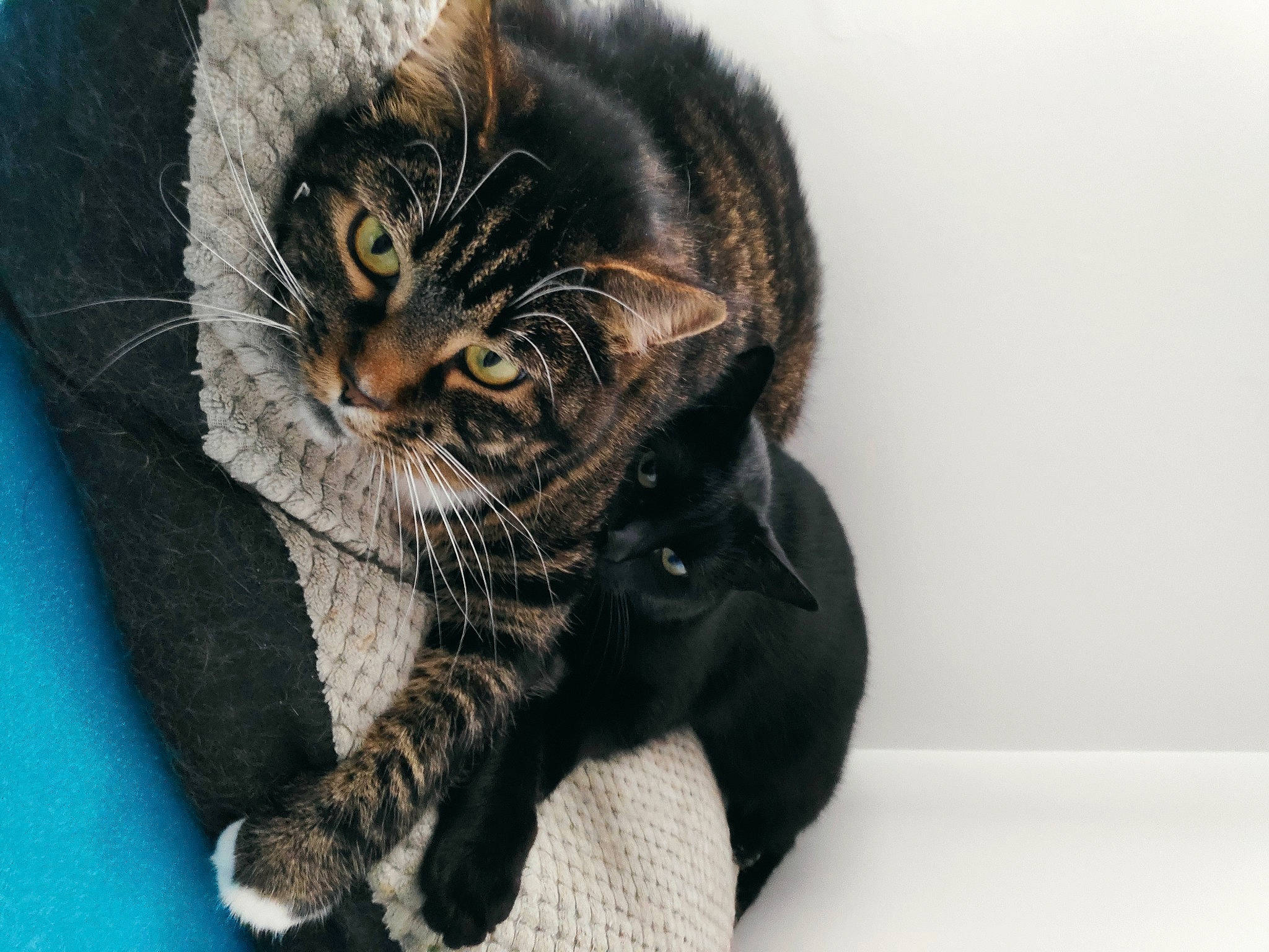 Yuna participe au concours pour gagner de l'argent avec cette photo : carnivore, cat, cat_supply, claw, domestic_short_haired_cat, felidae, fur, paw, small_to_medium_sized_cats, snout, tail, terrestrial_animal, whiskers