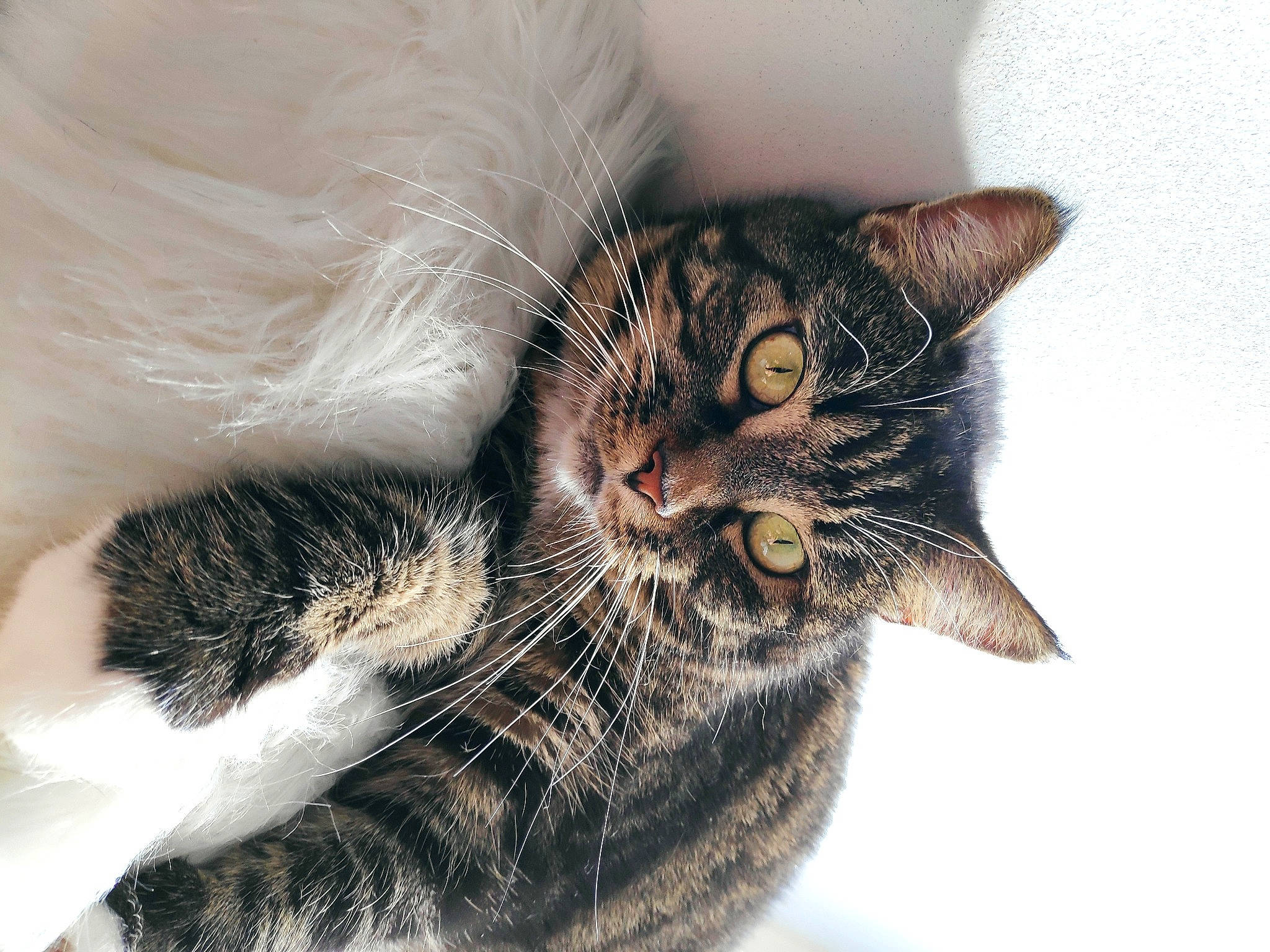 Yuna a rejoint le concours — aidez-le/la à gagner de superbes lots ! carnivore, cat, claw, domestic_short_haired_cat, ear, eye, felidae, fur, iris, paw, small_to_medium_sized_cats, snout, tail, terrestrial_animal, tree, whiskers, wildlife