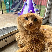 Barney is registered to the contest to win money with this photo: cat, orange_cat, fluffy, party_hat, pom_poms, window, indoor, close_up, pet, animal, feline, relaxed, resting, whiskers, fur, face, eyes, nose, celebration, costume