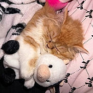 Missy joined the competition — help win amazing prizes! cat, kitten, ginger_cat, sleeping, fluffy, long_hair, pet, animal, plush_toy, stuffed_animal, cuddling, cozy, bed, blanket, bedding, pink, white, black, indoors, nap