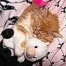 cat, kitten, ginger_cat, sleeping, fluffy, long_hair, pet, animal, plush_toy, stuffed_animal, cuddling, cozy, bed, blanket, bedding, pink, white, black, indoors, nap
