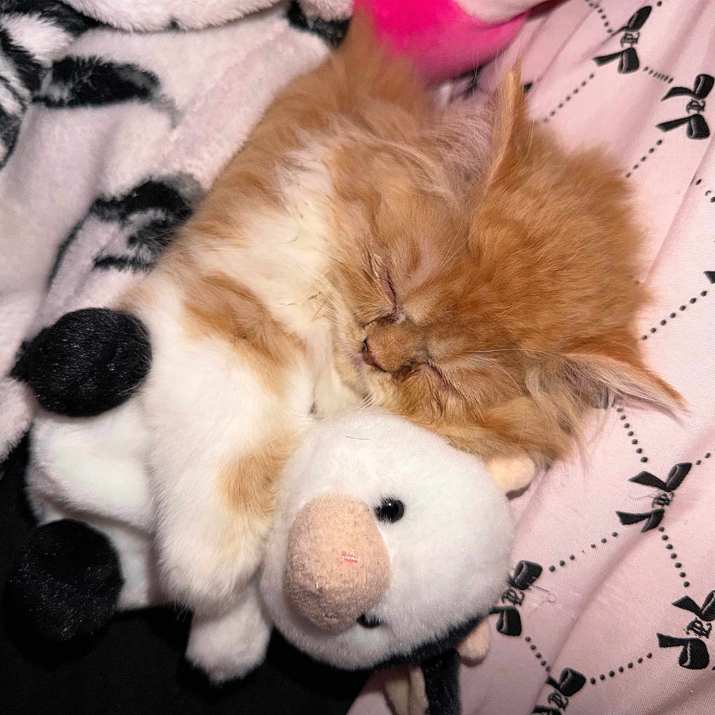 Missy joined the competition — help win amazing prizes! cat, kitten, ginger_cat, sleeping, fluffy, long_hair, pet, animal, plush_toy, stuffed_animal, cuddling, cozy, bed, blanket, bedding, pink, white, black, indoors, nap