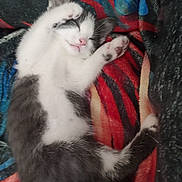 Merlin is registered to the contest to win money with this photo: kitten, sleeping, cat, paws, fur, blanket, cozy, cute, animal, pet, resting, feline, colorful, soft, domestic_animal, young, relaxed, whiskers, indoor, closeup