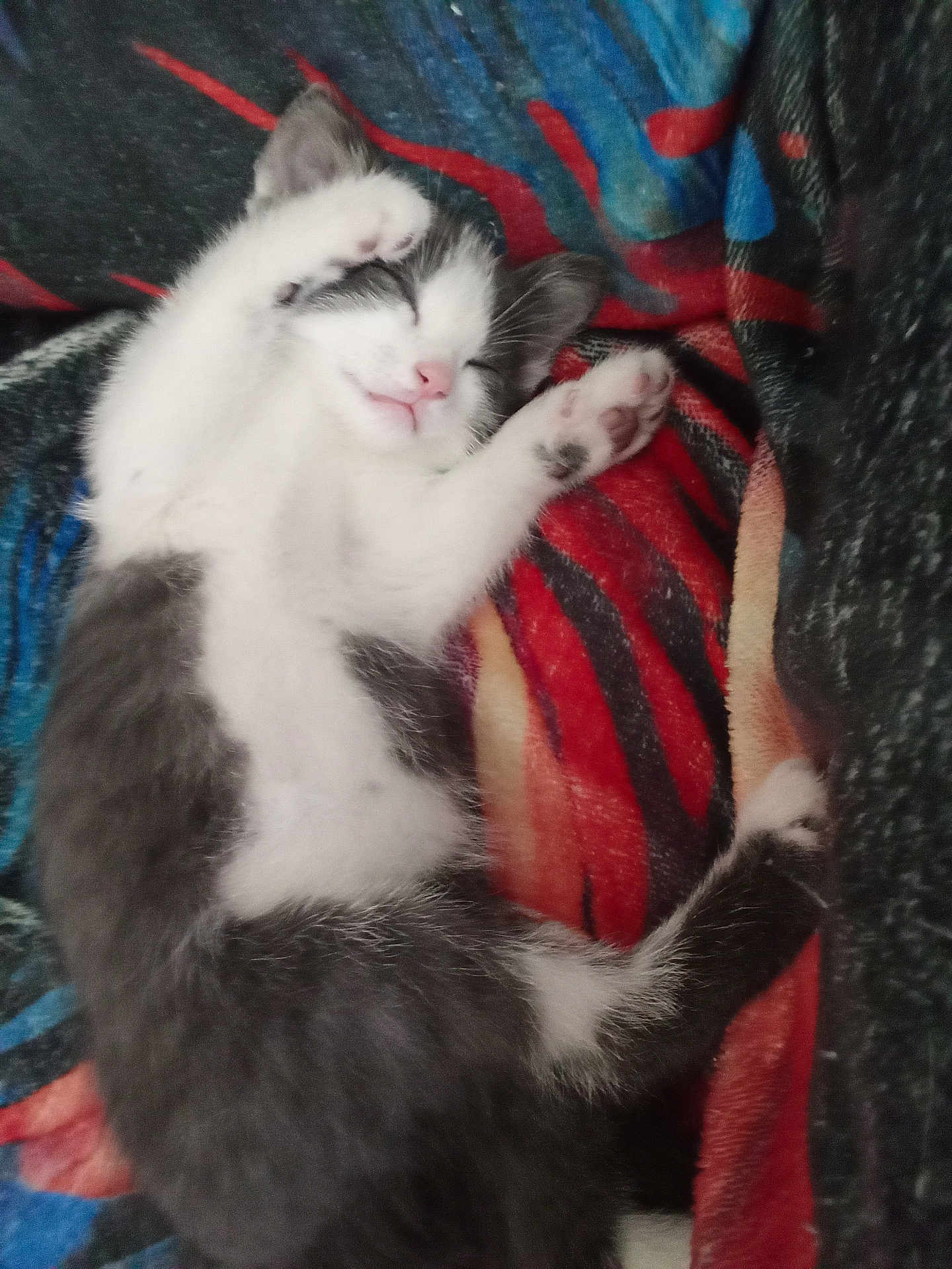 Merlin is registered to the contest to win money with this photo: kitten, sleeping, cat, paws, fur, blanket, cozy, cute, animal, pet, resting, feline, colorful, soft, domestic_animal, young, relaxed, whiskers, indoor, closeup