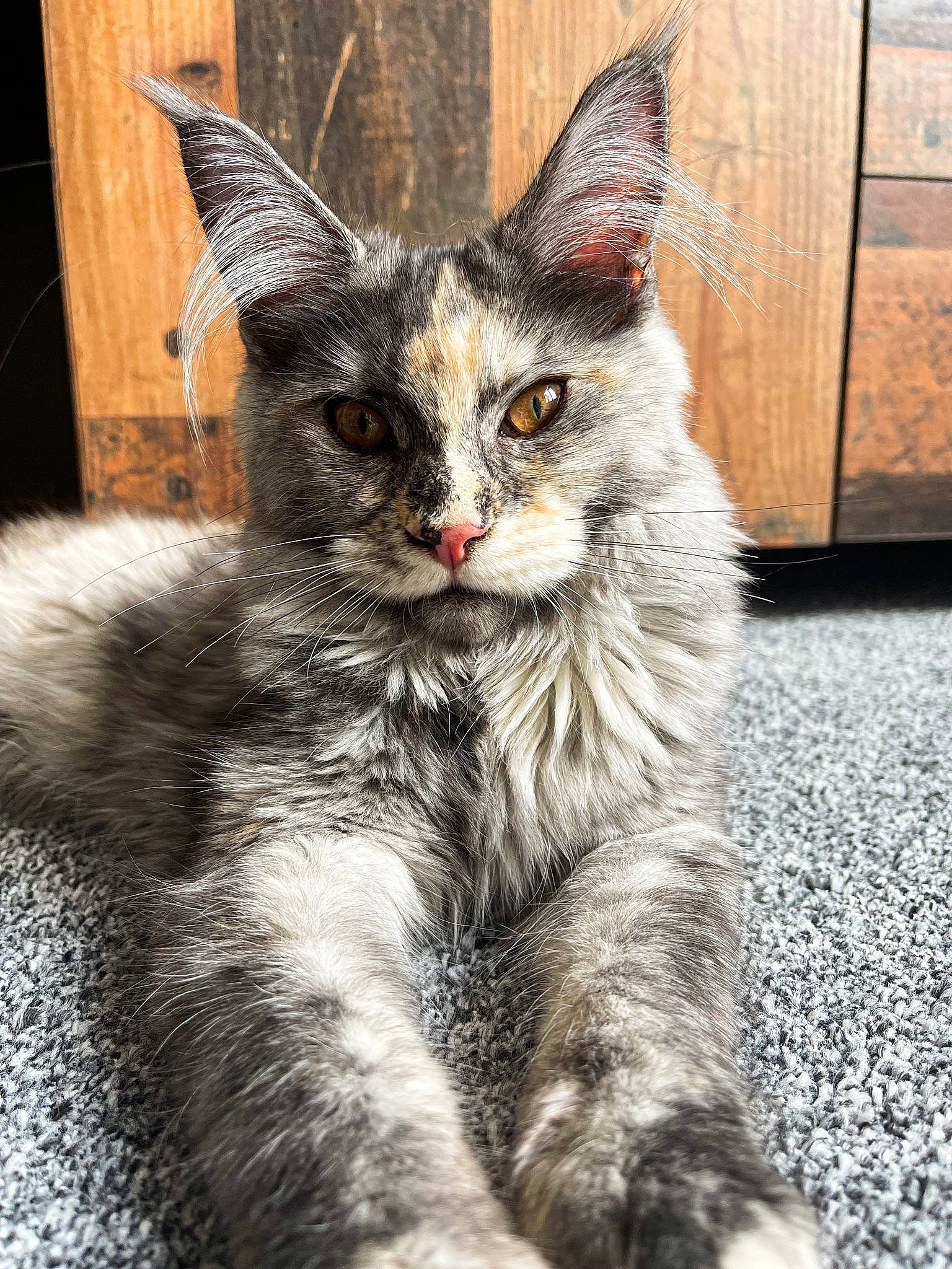 Freyja is registered to the contest to win money with this photo: carnivore, cat, claw, domestic_short_haired_cat, door, eye, felidae, fur, grey, iris, paw, plant, sitting, small_to_medium_sized_cats, snout, tail, terrestrial_animal, whiskers