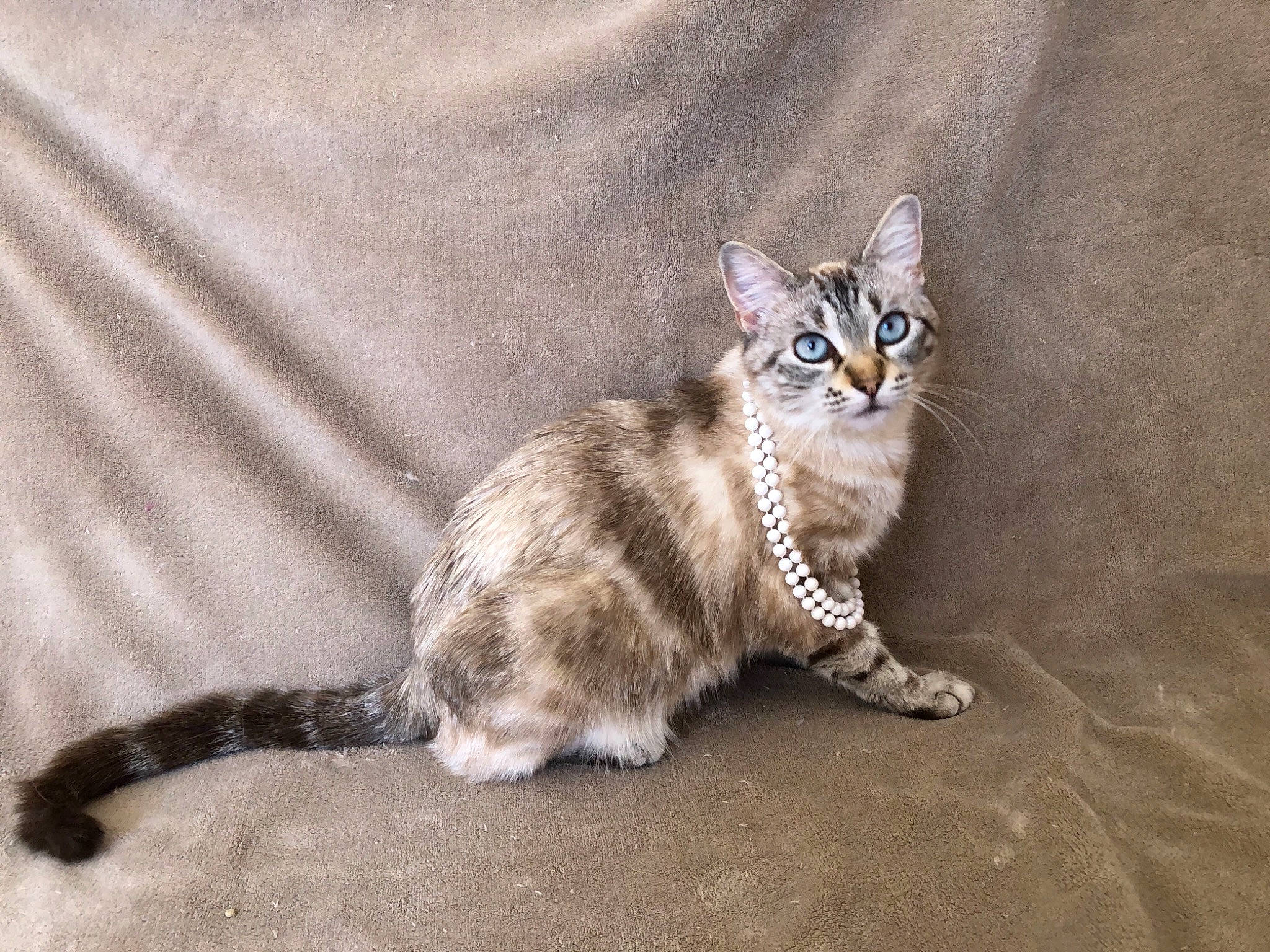 Anna participe au concours pour gagner de l'argent avec cette photo : beige, carnivore, cat, claw, domestic_short_haired_cat, fawn, felidae, fur, kitten, paw, small_to_medium_sized_cats, snout, tail, terrestrial_animal, whiskers