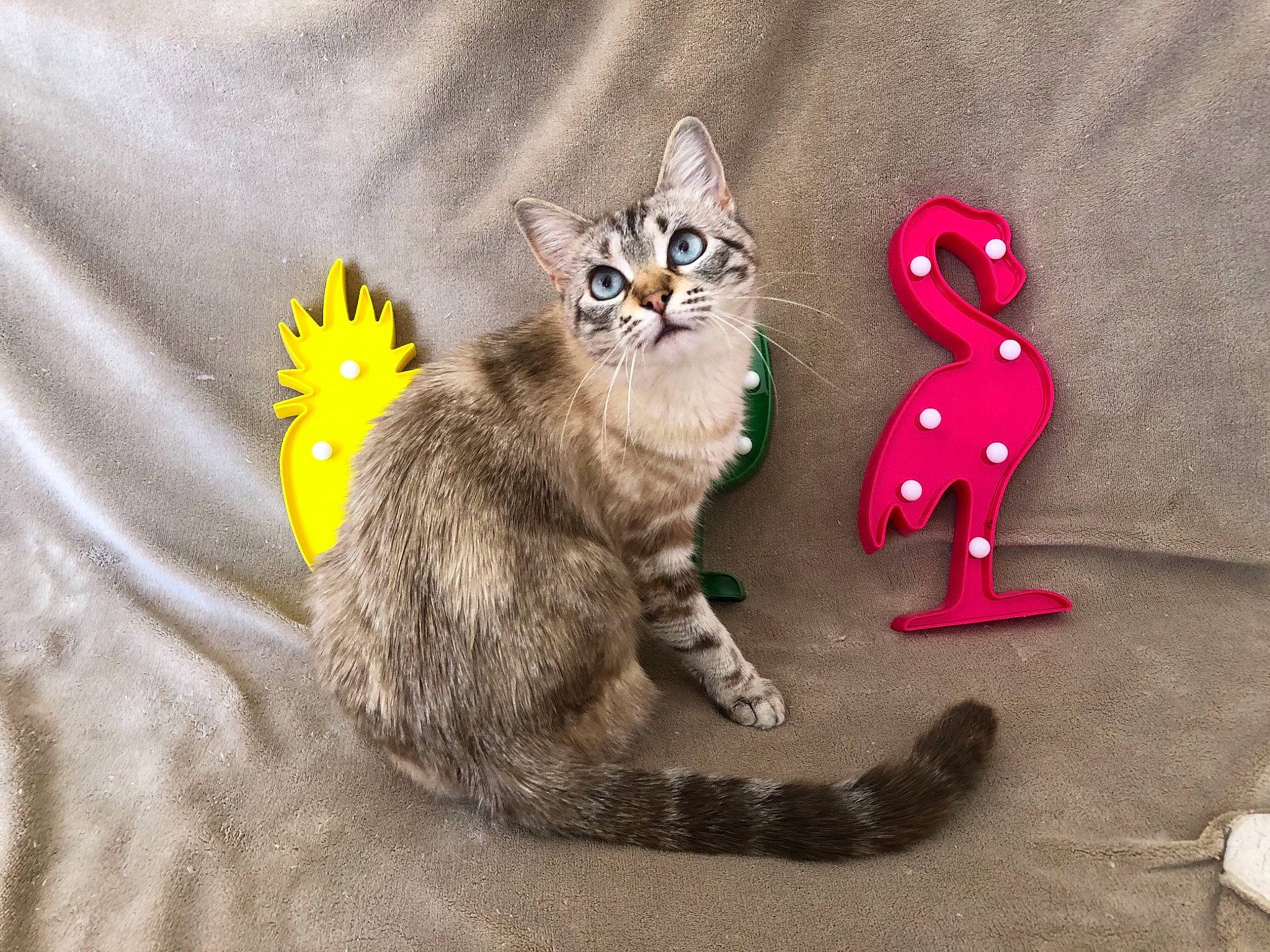 Anna participe au concours pour gagner de l'argent avec cette photo : active_shirt, carnivore, cat, cat_toy, claw, domestic_short_haired_cat, felidae, fur, grey, kitten, organism, paw, pet_supply, small_to_medium_sized_cats, snout, tail, toy, vertebrate, whiskers