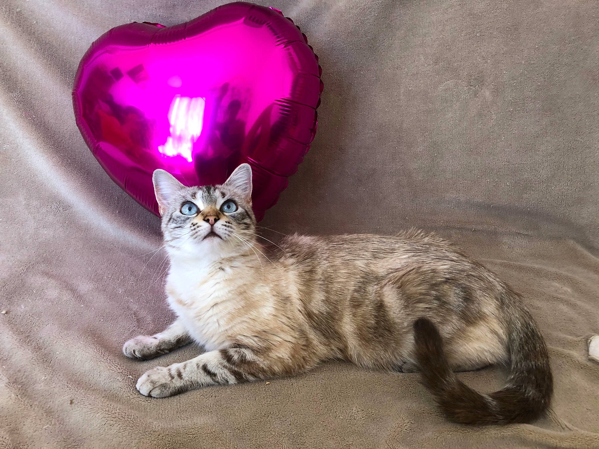 Anna participe au concours pour gagner de l'argent avec cette photo : carnivore, cat, claw, domestic_short_haired_cat, felidae, fur, grey, heart, love, magenta, paw, purple, small_to_medium_sized_cats, snout, tail, terrestrial_animal, toe, vertebrate, violet, whiskers