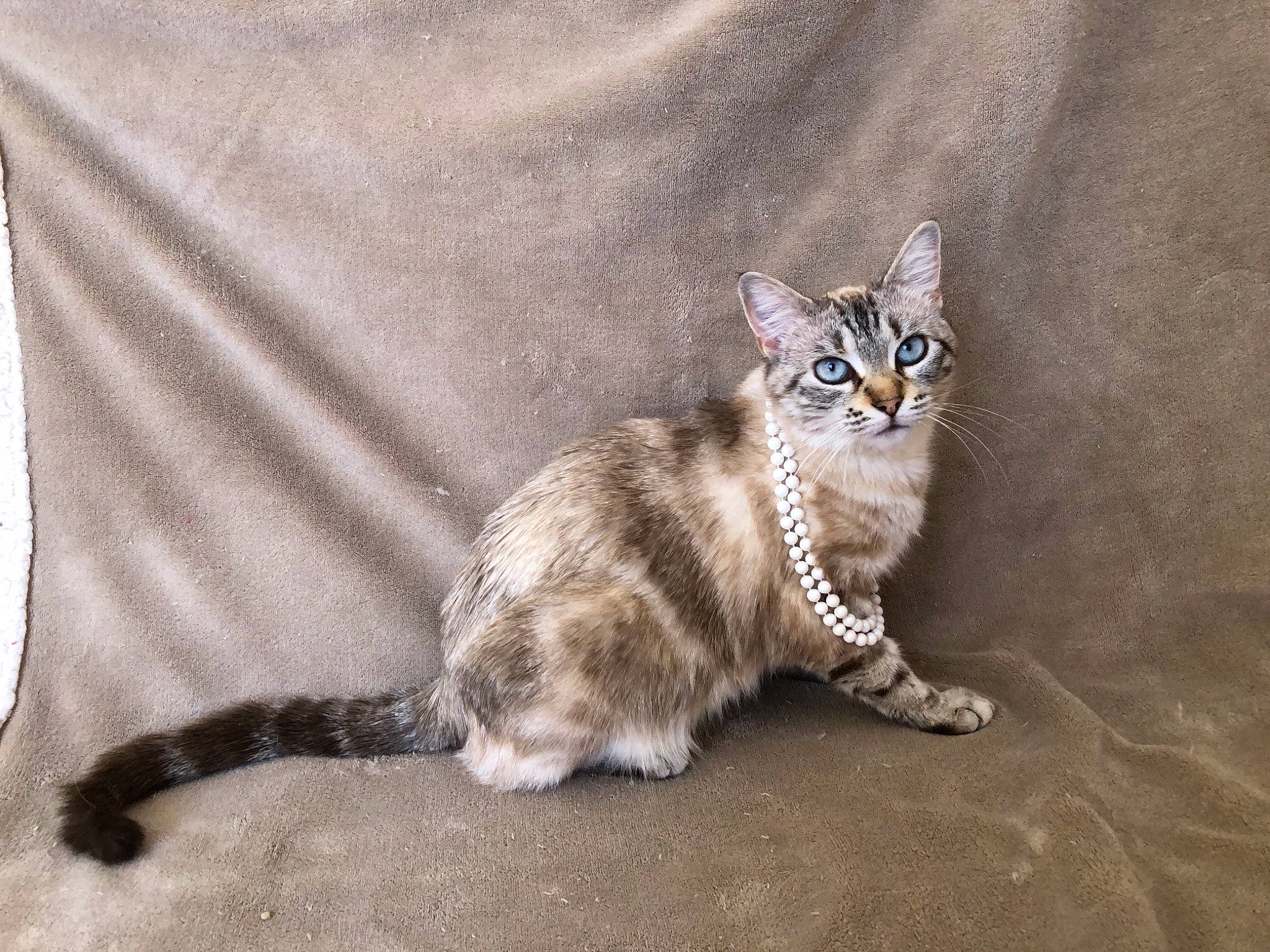 Anna a rejoint le concours — aidez-le/la à gagner de superbes lots ! beige, carnivore, cat, domestic_short_haired_cat, fawn, felidae, fur, kitten, mammal, small_to_medium_sized_cats, snout, tail, terrestrial_animal, whiskers