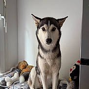 Astra a rejoint le concours — aidez-le/la à gagner de superbes lots ! animal, bed, black_and_white, blanket, calm, cozy, dog, ears, face, fur, furniture, home, husky, indoor, looking, pet, plush_toy, sitting, tail, window