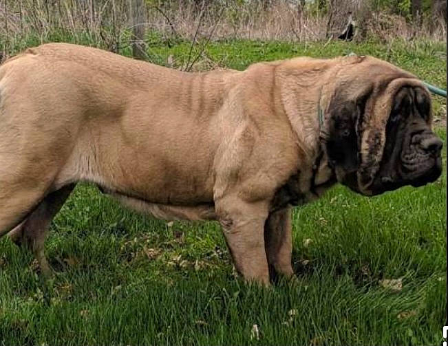 Claire Bear is registered to the contest to win money with this photo: big_cats, carnivore, dog, dog_breed, fawn, felidae, fur, grass, grassland, natural_material, ori_pei, plant, snout, sporting_group, terrestrial_animal, whiskers, wildlife, wrinkle