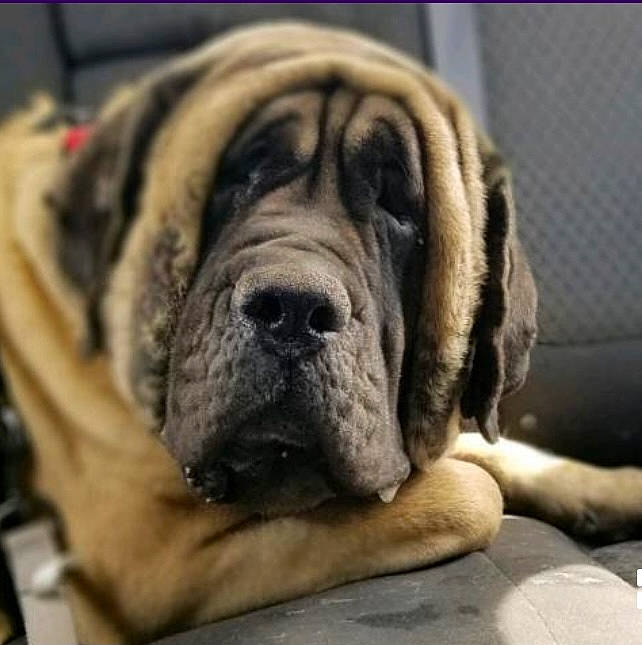 Claire Bear joined the competition — help win amazing prizes! ancient_dog_breeds, biting, bored, canidae, carnivore, companion_dog, dog, dog_breed, english_mastiff, fawn, giant_dog_breed, guard_dog, molosser, paw, snout, sporting_group, terrestrial_animal, whiskers, working_dog, wrinkle