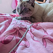 Snow White Burberry joined the competition — help win amazing prizes! cat, indoor, bed, blanket, pink, pattern, fur, animal, pet, resting, cute, curious, blue_eyes, feline, cozy, domestic, soft, texture, closeup, laying