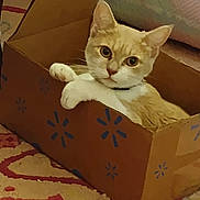 Maisie Mae is registered to the contest to win money with this photo: animal, box, cardboard_box, carpet, cat, cozy, curious, cute, feline, floor, home, indoor, looking, orange_cat, pattern, paw, pet, relaxed, sitting, white_cat