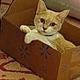 animal, box, cardboard_box, carpet, cat, cozy, curious, cute, feline, floor, home, indoor, looking, orange_cat, pattern, paw, pet, relaxed, sitting, white_cat