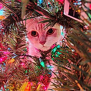 Maisie Mae is registered to the contest to win money with this photo: animal, cat, christmas_lights, christmas_tree, close_up, curious, cute, feline, festive, green_ornament, holiday, holiday_decor, indoors, nature, ornament, pet, pine_needles, playful, twinkling_lights, whiskers