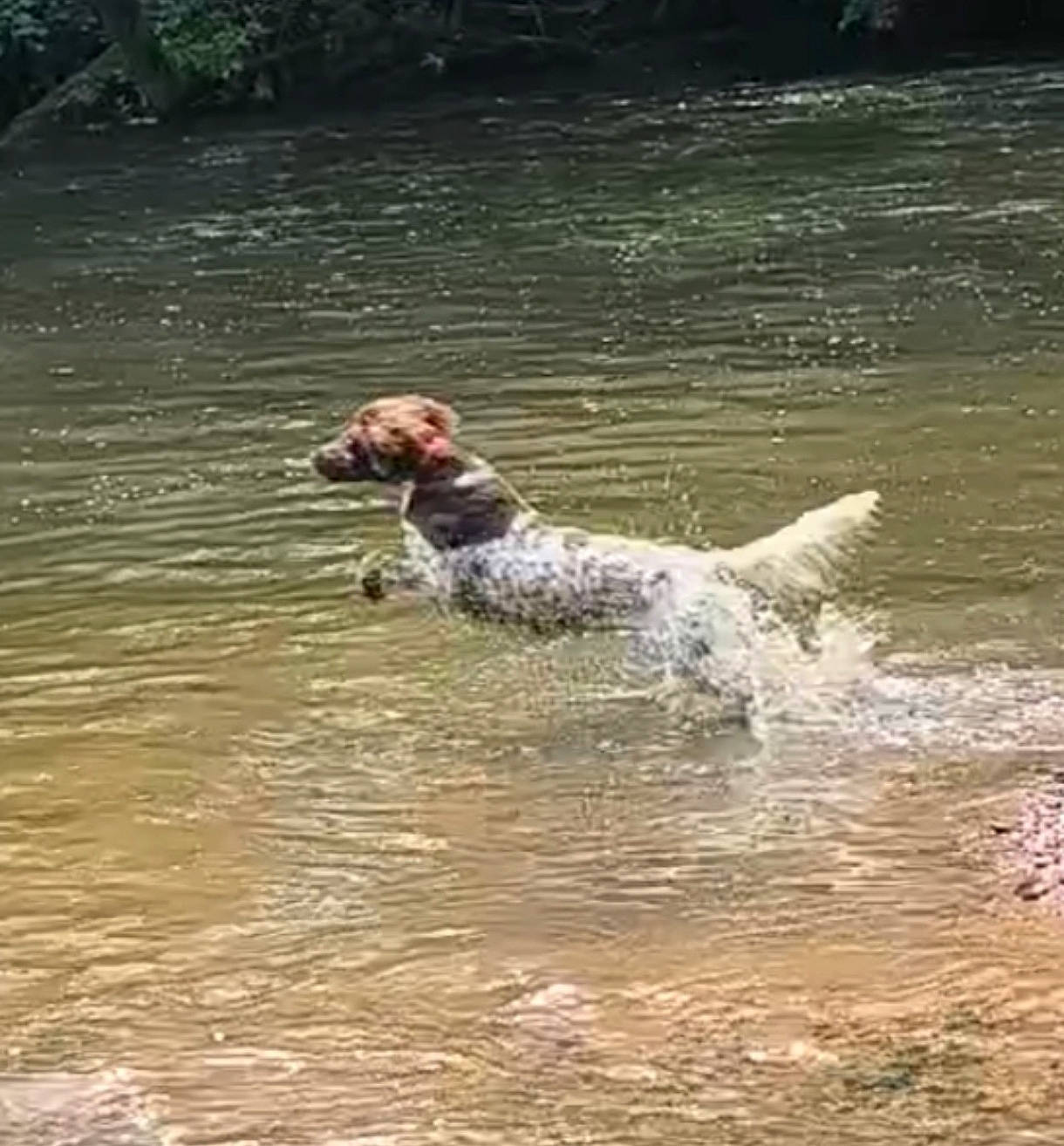 Tâo participe au concours pour gagner de l'argent avec cette photo : canidae, carnivore, companion_dog, dog, dog_breed, dog_collar, fawn, gun_dog, hunting_dog, lake, plant, pointing_breed, snout, sporting_group, tail, water, wave, wind_wave, working_animal, working_dog