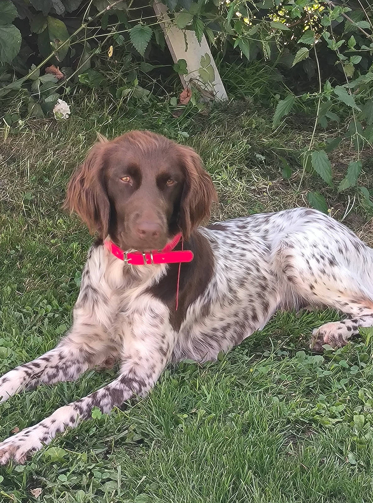 Tâo a rejoint le concours — aidez-le/la à gagner de superbes lots ! braque_francais, canidae, carnivore, collar, companion_dog, dog, dog_breed, dog_collar, fur, grass, gun_dog, hunting_dog, liver, old_danish_pointer, plant, pointing_breed, snout, spaniel, sporting_group, working_animal